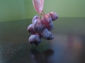 autumn-royal-grape-bunch