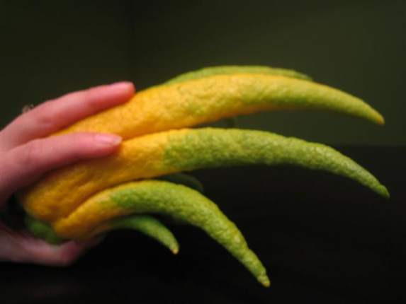buddhas-hand-claw-small