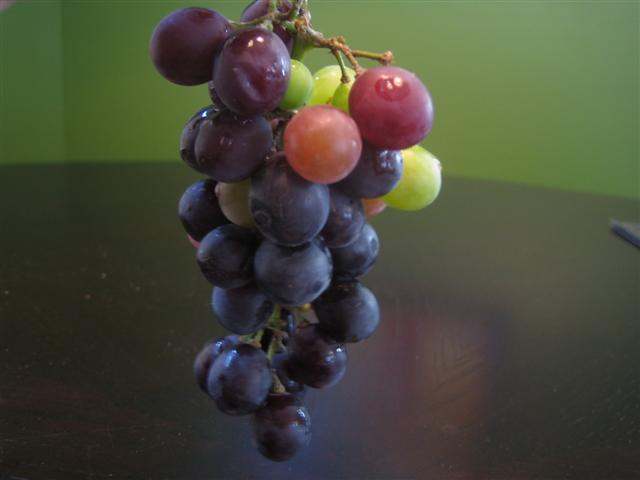concord-grape-bunch