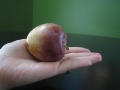 elephant-heart-plum-whole