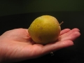 emerald-beaut-plum-whole