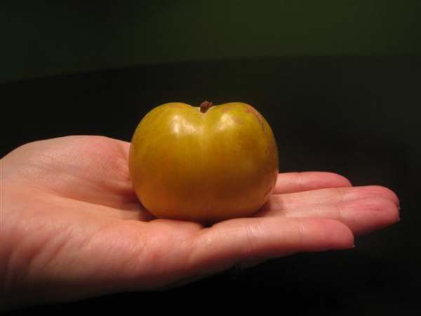 flavor-grenade-pluot-whole