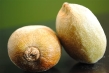 golden kiwi