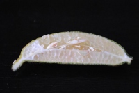 Green Seedless Australian Fingerlime