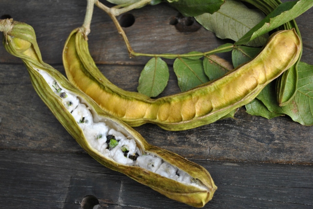 ice-cream-bean-fruit