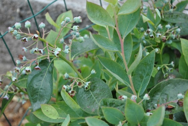 blueberry-plant
