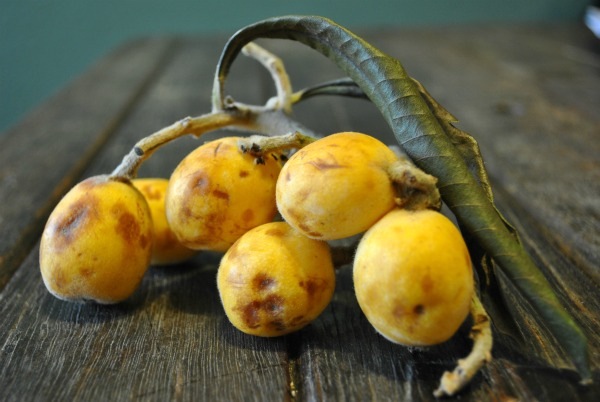 loquats-bunch