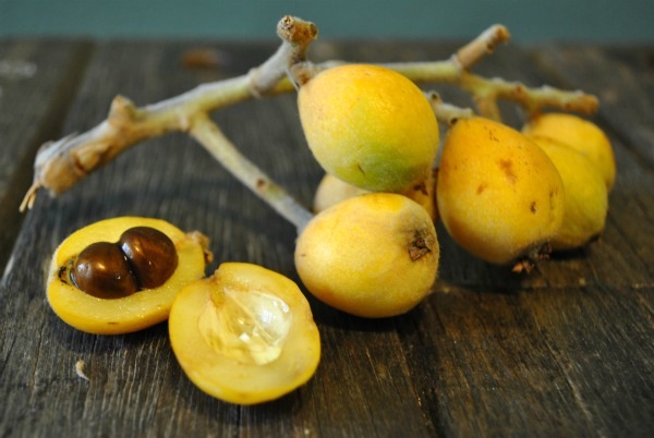 loquats