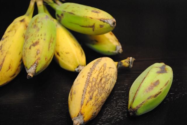 Orinoco Banana