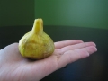 panache-fig-whole