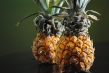 Queen Victoria Pineapple
