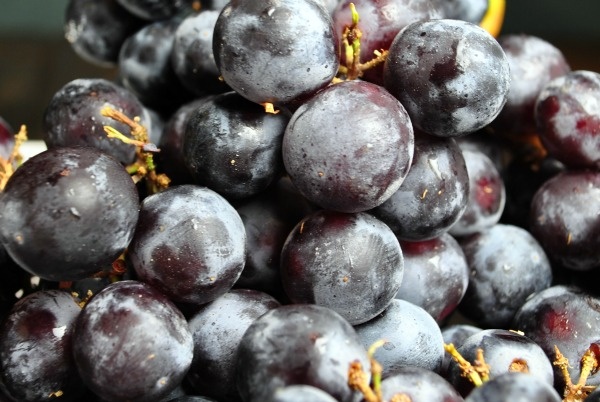 concord-grapes