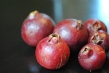 strawberry guava