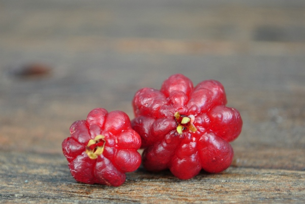 surinam-cherry_0