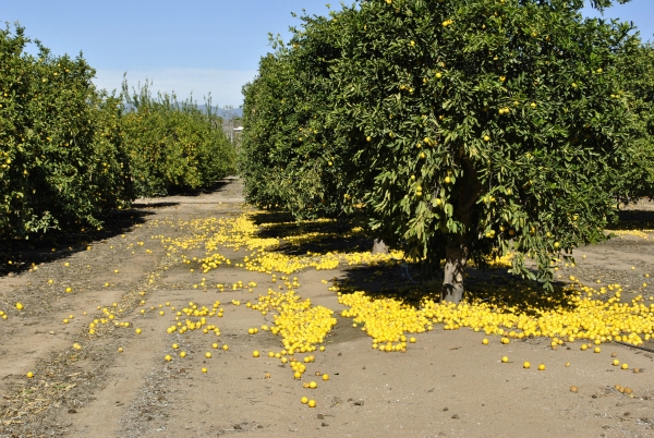 lemon-tree