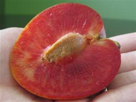 elephant-heart-plum