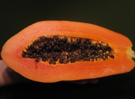 papaya