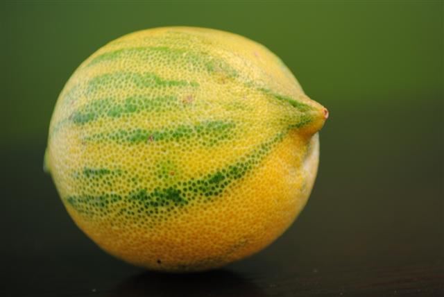 dsc_0980-small
