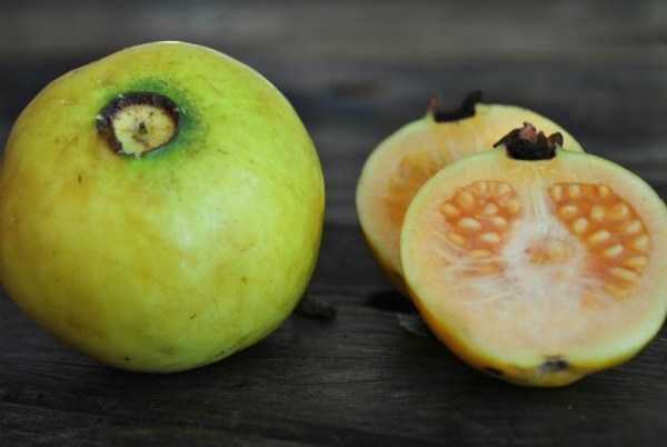 white-indian-guava