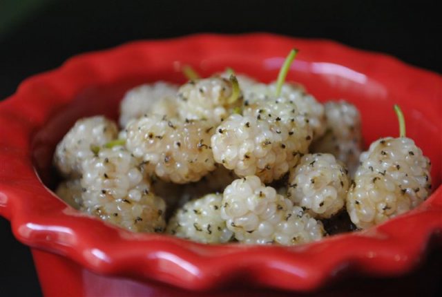 white-mulberries